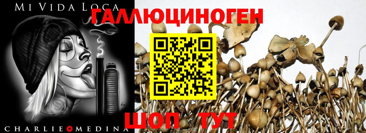 Псилоцибиновые грибы мицелий Армавир